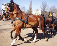 Gelderlandi ló 